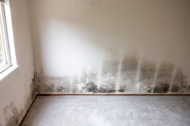 Reliable Gaston, SC Mold Removal Solutions
