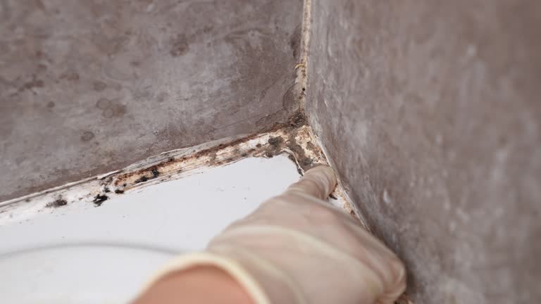 Best Water Damage & Mold Remediation  in Gaston, SC